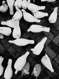 High angle view of white swans