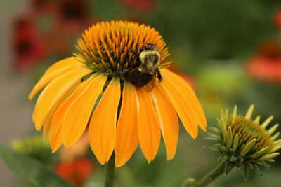 Close-up of bee on yellow flower