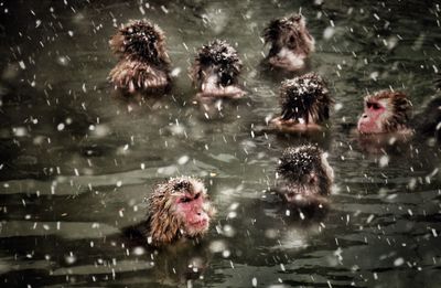 Japanese macaques swimming in hot spring during snowfall