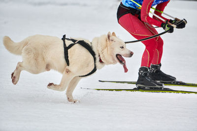 Skijoring dog racing. winter dog sports competition. siberian husky dog pulls skier. active skiing