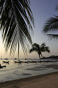 Palm trees on beach against sky during sunset