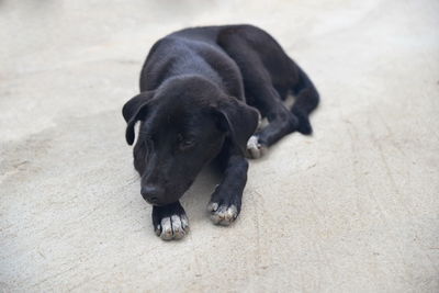 High angle view of puppy on footpath