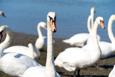 Large white mute swan swans young and cygnets in bevy group low level close up