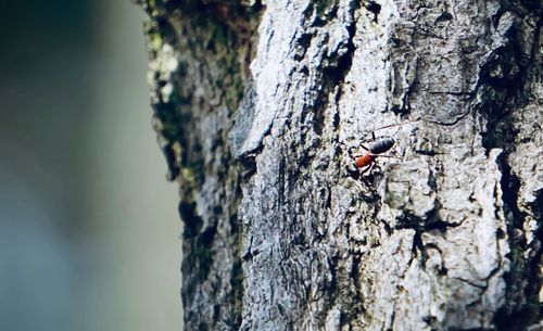 Close-up of insect on tree trunk