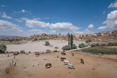 Horse ranch in cappadocia, goreme, turkey