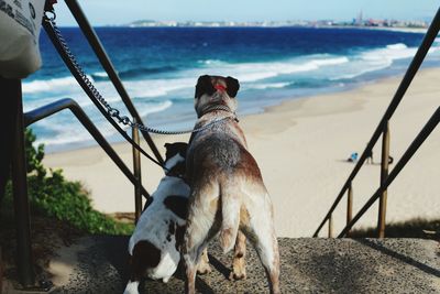 Two dogs on seashore