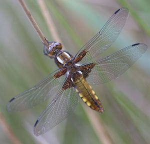 Close-up of dragonfly on leaf