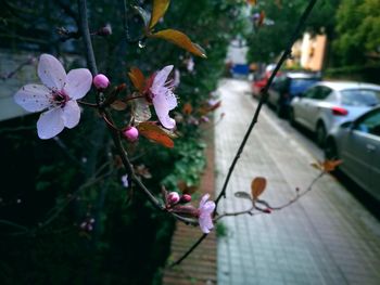 Close-up of flowers on tree