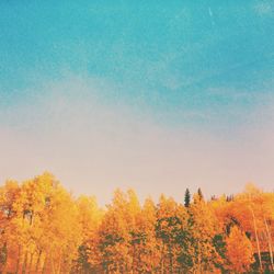 Low angle view of autumn trees