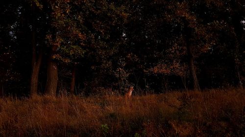 Trees in forest at night