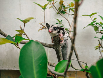 Portrait of lizard on tree