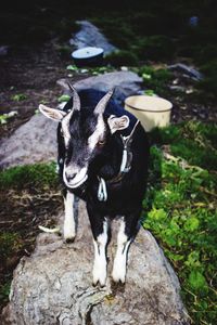 Goat standing on rock at field