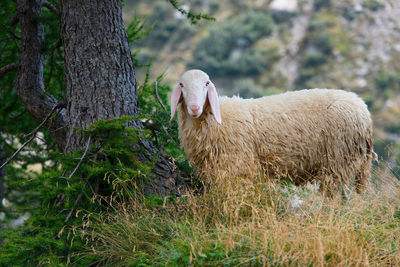 Sheep in a field