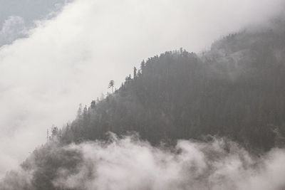 Scenic view of forest against sky during foggy weather