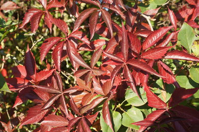 Close-up of red maple leaves