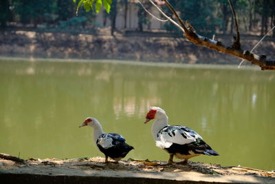 Birds perching on a lake