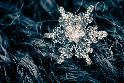 Close-up of christmas tree during winter