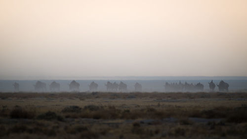 Scenic view of field against sky during foggy weather