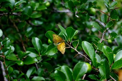 Close-up of butterfly perching on plant