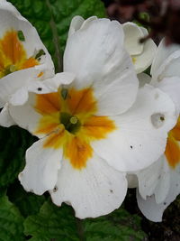 Close-up of white flowering plant