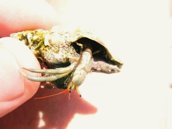 Close-up of cropped hand