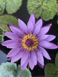 Close-up of purple lotus water lily