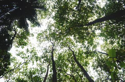 Low angle view of trees in forest