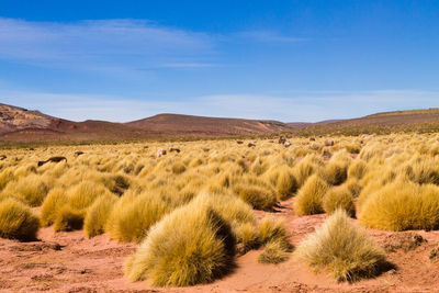 Scenic view of arid landscape against sky