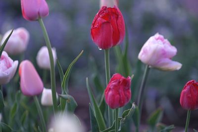 Close-up of red tulips blooming outdoors