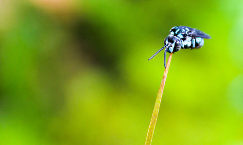 Close-up of damselfly on plant