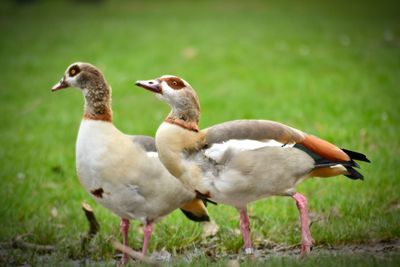 Close-up of birds on field