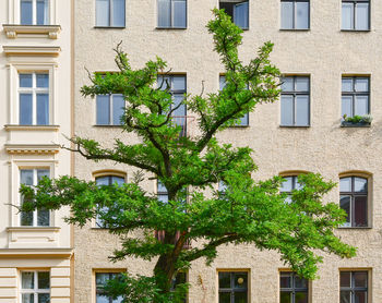 A lonely tree against a building in schoneberg, berlin