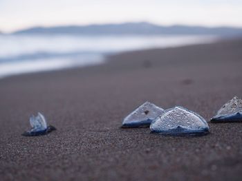 Close-up of shell on sand at beach against sky