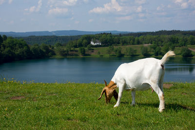 Goat at lake