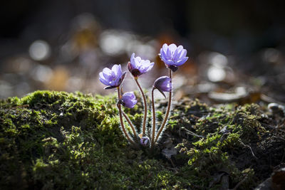 Close-up of purple crocus flowers on field