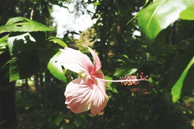 Close-up of hibiscus flower blooming outdoors