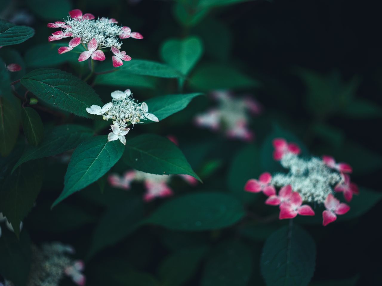 leaf, plant part, flower, flowering plant, plant, growth, beauty in nature, freshness, fragility, vulnerability, nature, petal, green color, close-up, no people, flower head, inflorescence, outdoors, day, botany, lantana