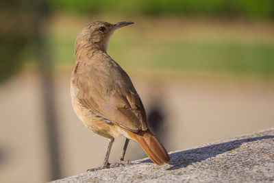 Close-up of bird perching