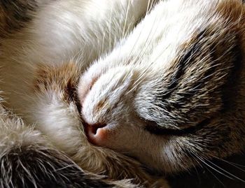 Close-up of cat with eyes closed