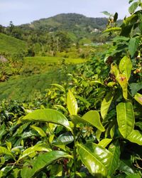 Close-up of green leaves on field