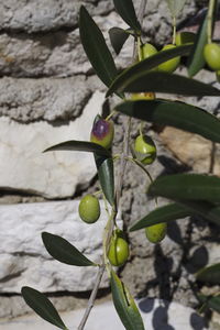 Close-up of fruit growing on plant