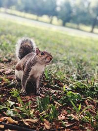 Close-up of an animal on field