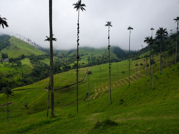 Cocora valley covered by fog - salento, colombia