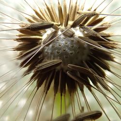 Close-up of dandelion flower