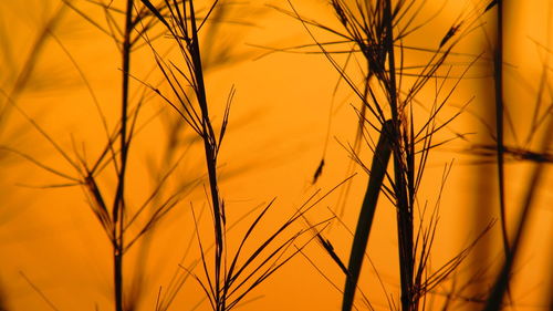 Silhouette plants during sunset