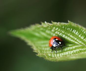 Close-up of ladybug on leaf