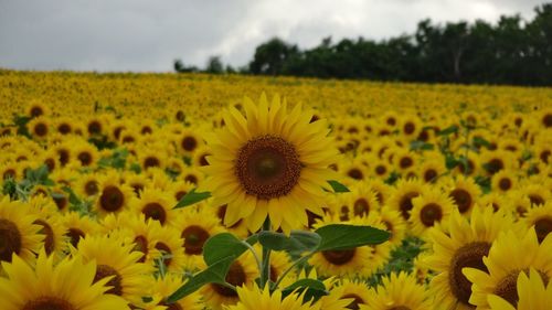 Sunflowers blooming on field against sky