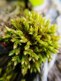 Close-up of fresh green plant