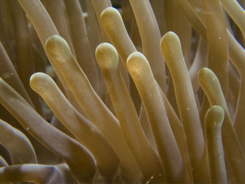 Close-up of coral in sea