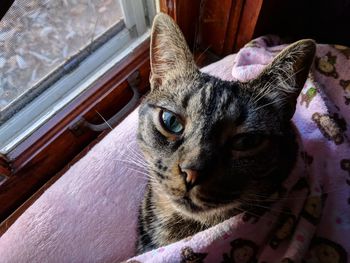 Close-up portrait of cat